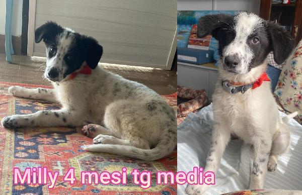 Chiamate x adottare un cucciolo  Foto 4