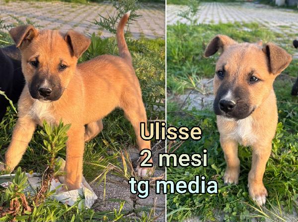 Chiamate x adottare un cucciolo  Foto 7