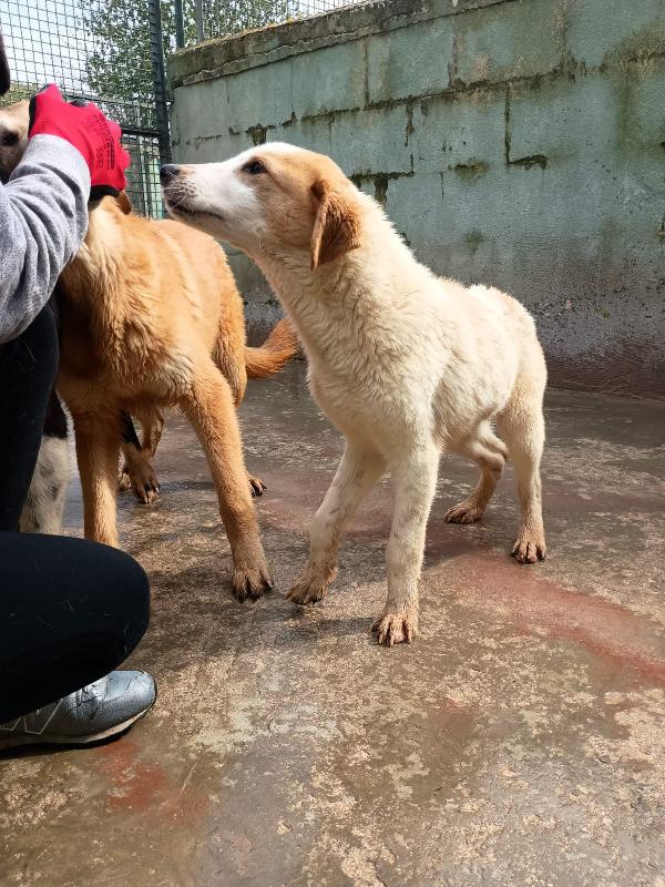 Cappuccino - Cucciolo Di 11 Mesi - Taglia Media