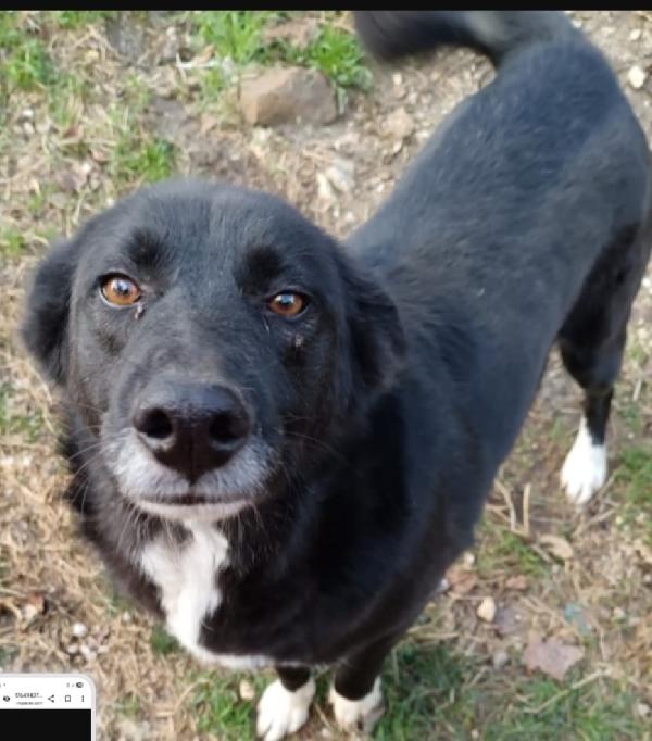 Lucy 4Anni Sopravvissuta Ad 1Avvelenamento.avellino