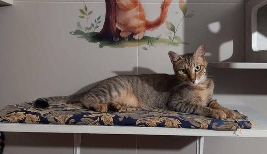 JAMES dolce micio in adozione! Foto 2