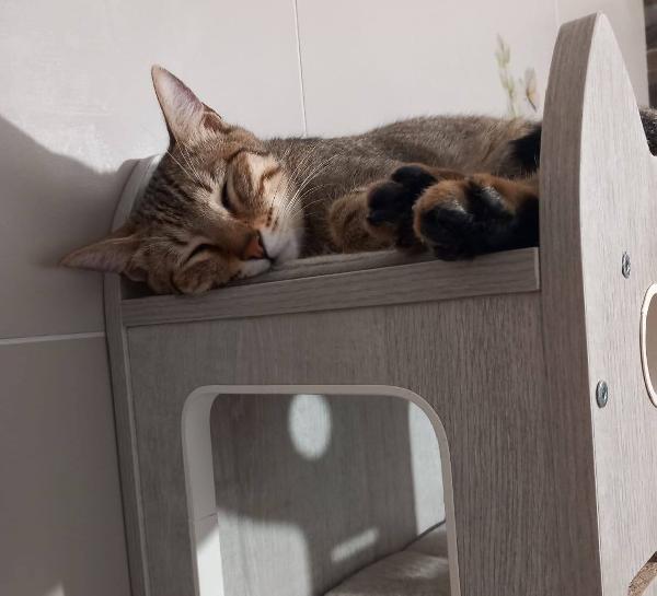 JAMES dolce micio in adozione! Foto 3