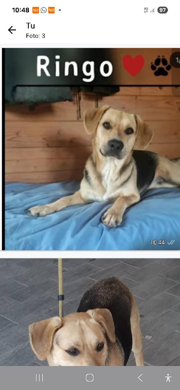 Ringo Mix Beagle 3Anni E 1/2 Sfortunato! Pistoia Sos