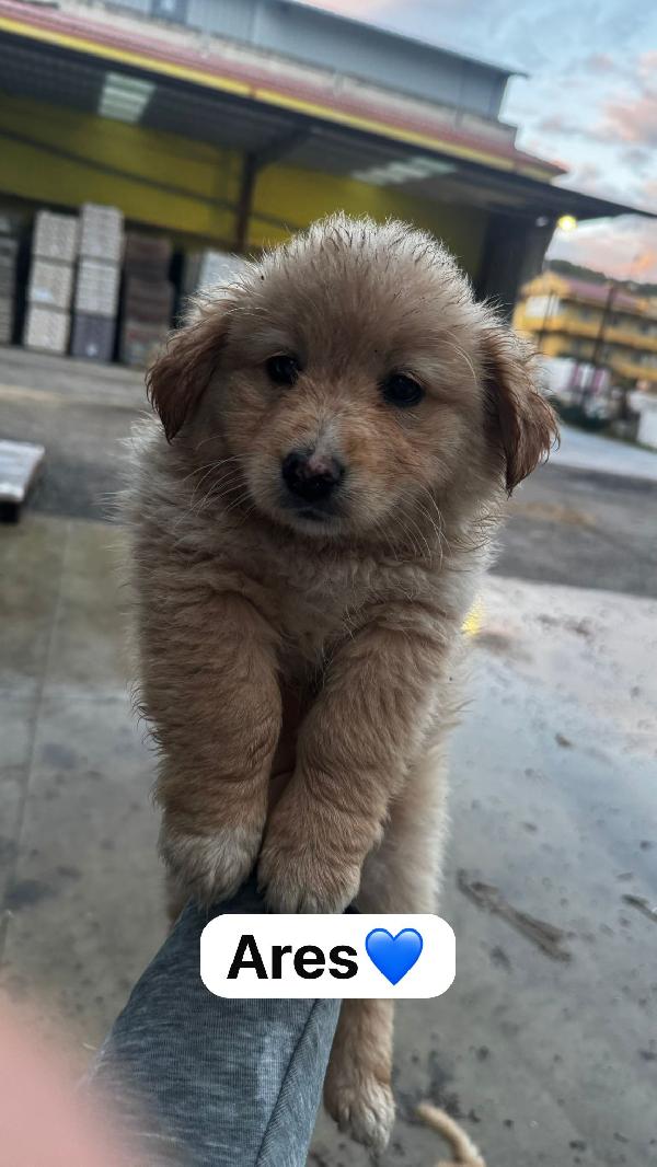 Cucciolo Bellissimo 😍😍😍😍😍