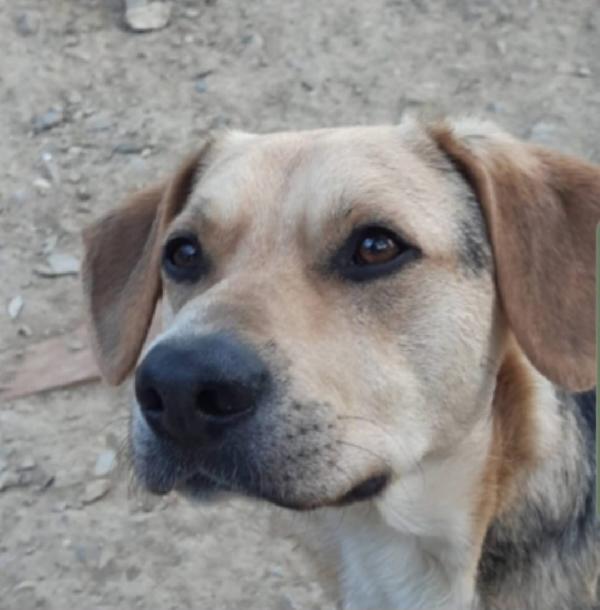 Ringo mix Beagle 3anni e 1/2 SFORTUNATO! PISTOIA SOS Foto 3