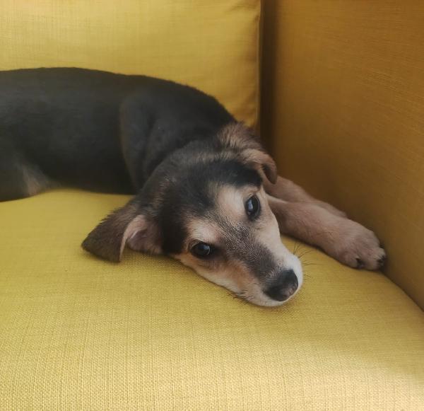 Alba solo 3 mesi Foto 4