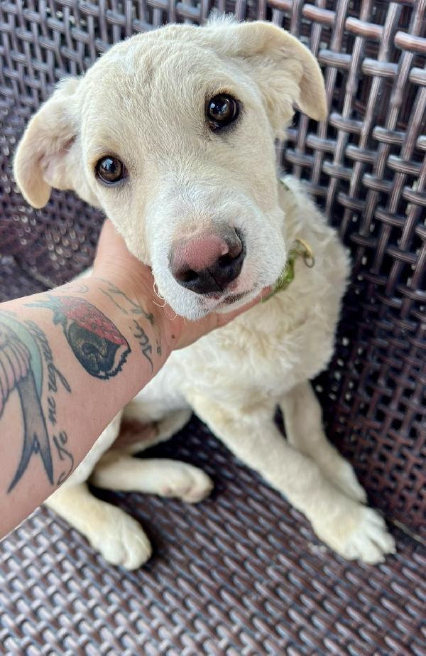 Amerigo, Occhi Dolci 