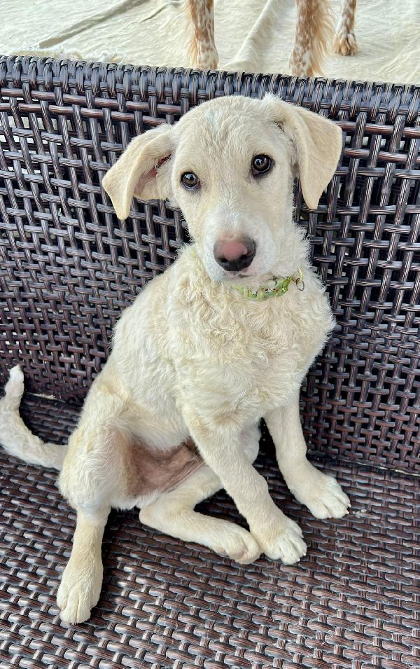 Amerigo, occhi dolci  Foto 2