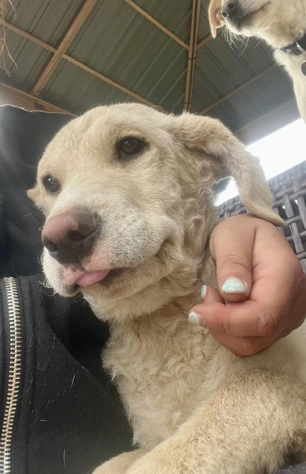 Amerigo, occhi dolci  Foto 3