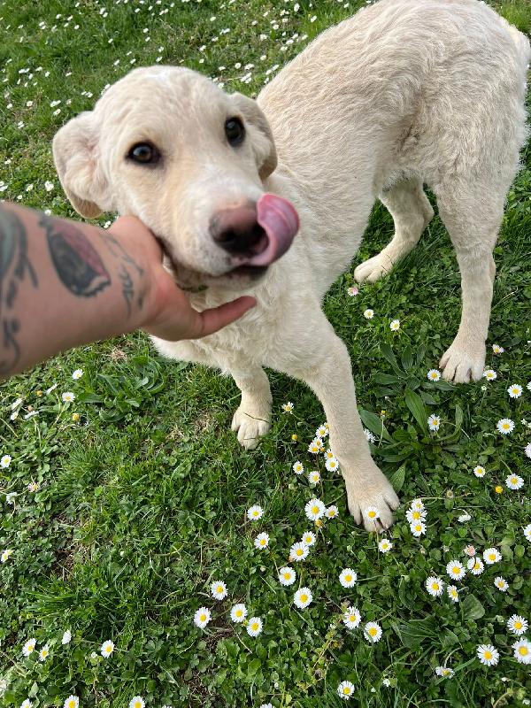 Amerigo, occhi dolci  Foto 5