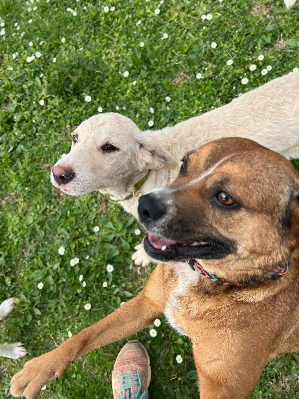 Amerigo, occhi dolci  Foto 6