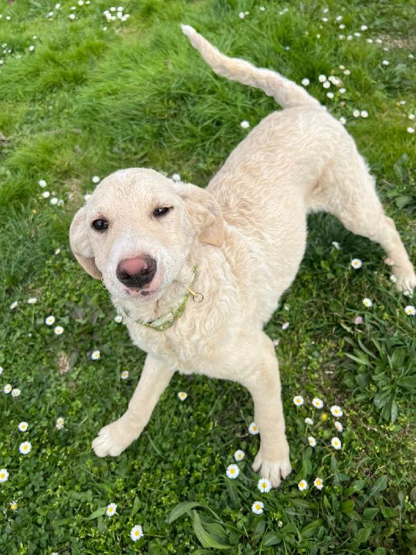 Amerigo, occhi dolci  Foto 7