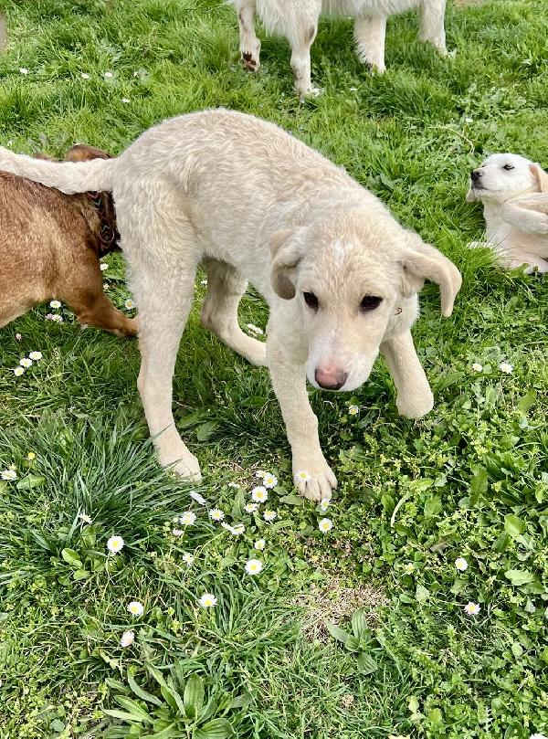 Amerigo, occhi dolci  Foto 8