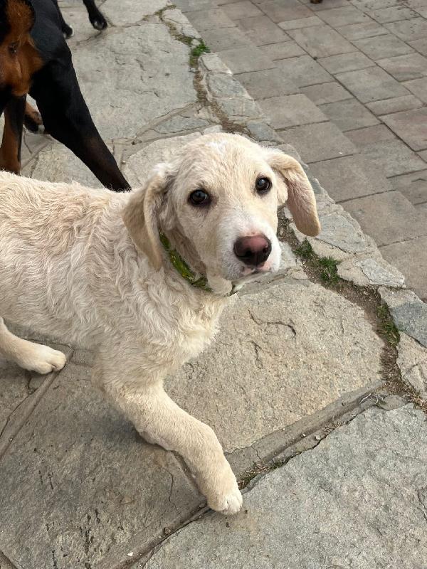 Amerigo, occhi dolci  Foto 9