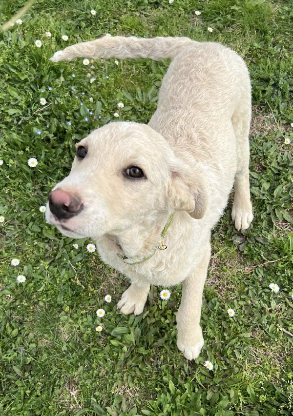 Amerigo, occhi dolci  Foto 10