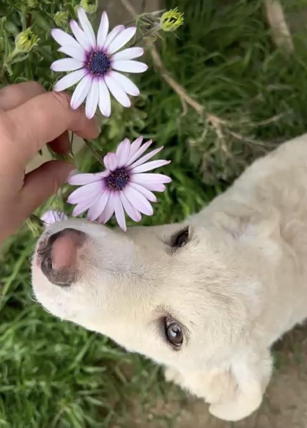 Amerigo, occhi dolci  Foto 11