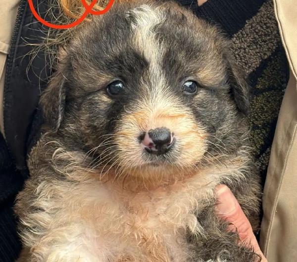 Igor Dolcissimo Cucciolo Orsetto 