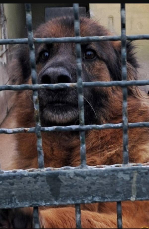 Pastore Tedesco adulto e sfortunato finito in canile.CASERTA Foto 2