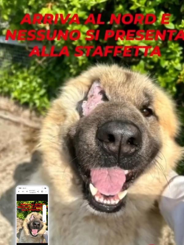 Mix Pastore Dei Carpazi Salito 2Anni Fa In Adozione E Rifiutato.voghera(Pv)