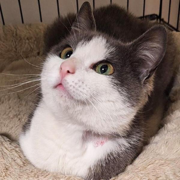 Gabriel, 7 Mesi, Castrato Dolce E Socievole 