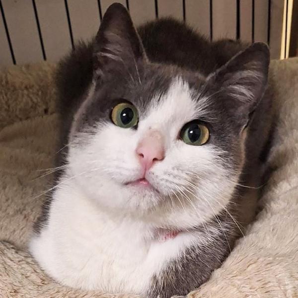 Gabriel, 7 mesi, castrato dolce e socievole  Foto 2