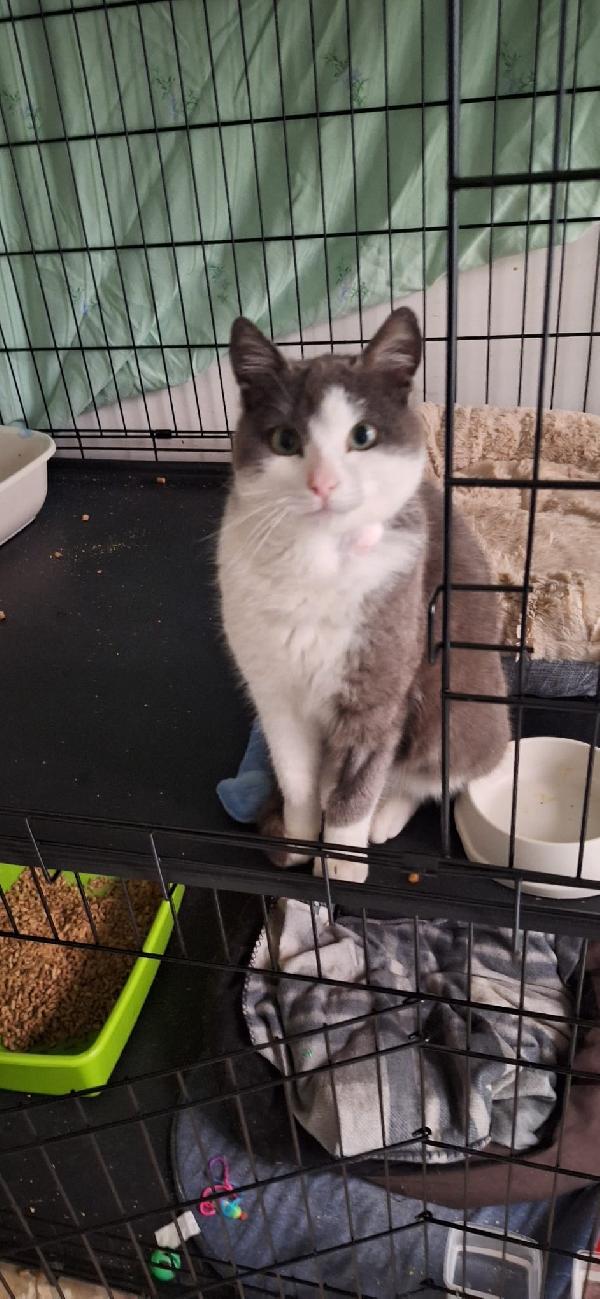 Gabriel, 7 mesi, castrato dolce e socievole  Foto 5