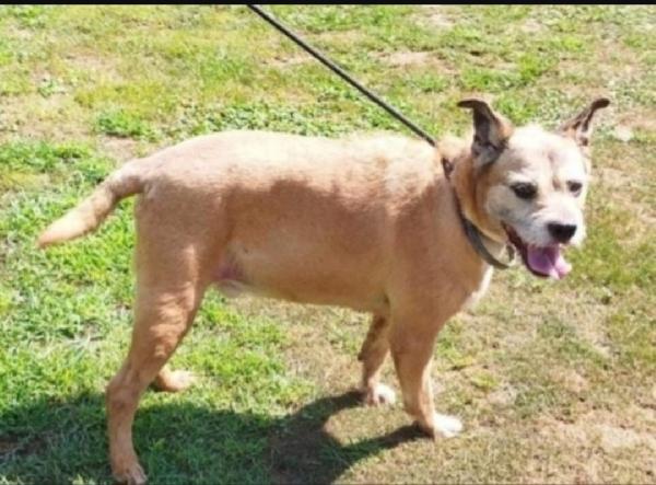 10anni tg media padrone deceduto 1anno fa.PAVIA Foto 2