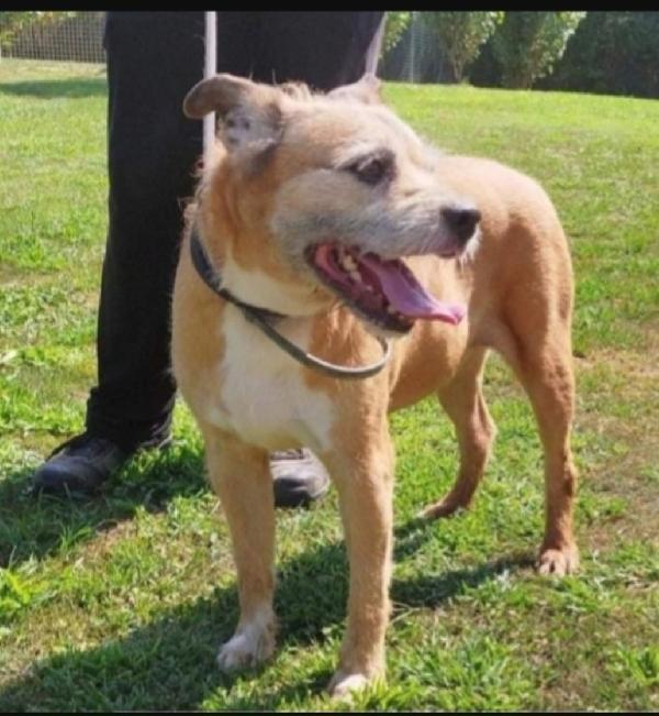 10anni tg media padrone deceduto 1anno fa.PAVIA Foto 3