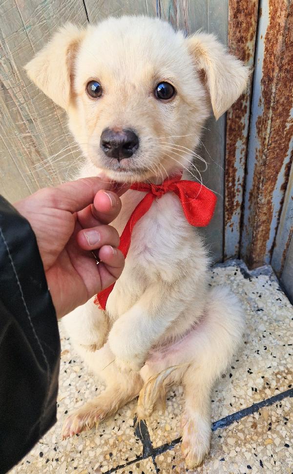 Timidino In Cerca Di Adozione.adottabile In Tutta Italia!