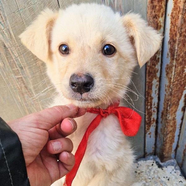 TIMIDINO IN CERCA DI ADOZIONE.ADOTTABILE IN TUTTA ITALIA! Foto 2