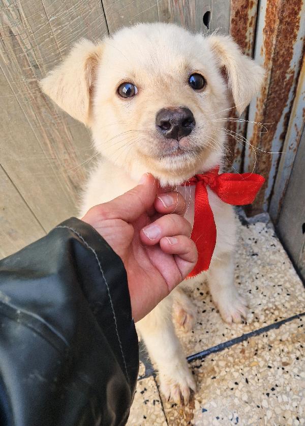 TIMIDINO IN CERCA DI ADOZIONE.ADOTTABILE IN TUTTA ITALIA! Foto 3