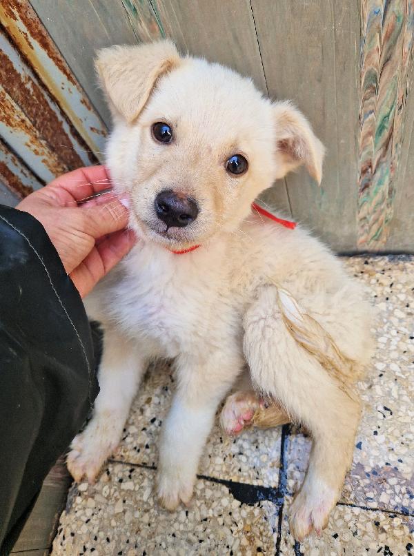 TIMIDINO IN CERCA DI ADOZIONE.ADOTTABILE IN TUTTA ITALIA! Foto 5