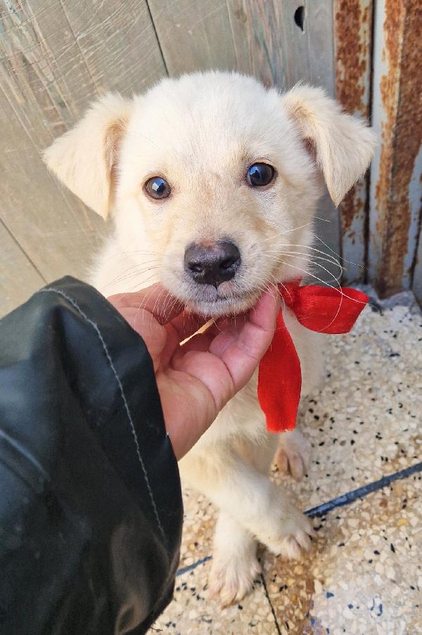 TIMIDINO IN CERCA DI ADOZIONE.ADOTTABILE IN TUTTA ITALIA! Foto 4