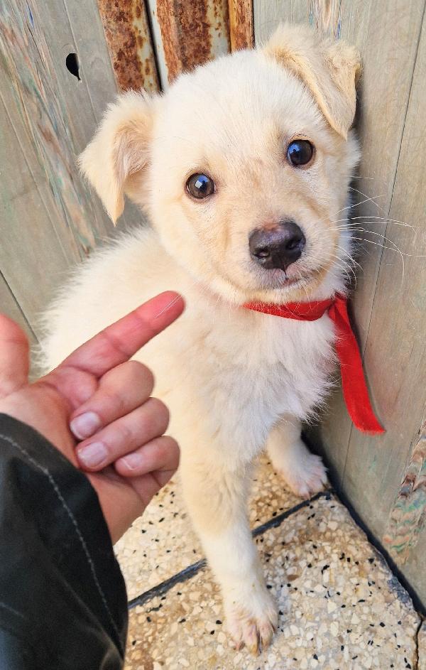TIMIDINO IN CERCA DI ADOZIONE.ADOTTABILE IN TUTTA ITALIA! Foto 6
