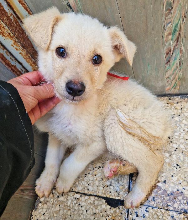 TIMIDINO IN CERCA DI ADOZIONE.ADOTTABILE IN TUTTA ITALIA! Foto 7