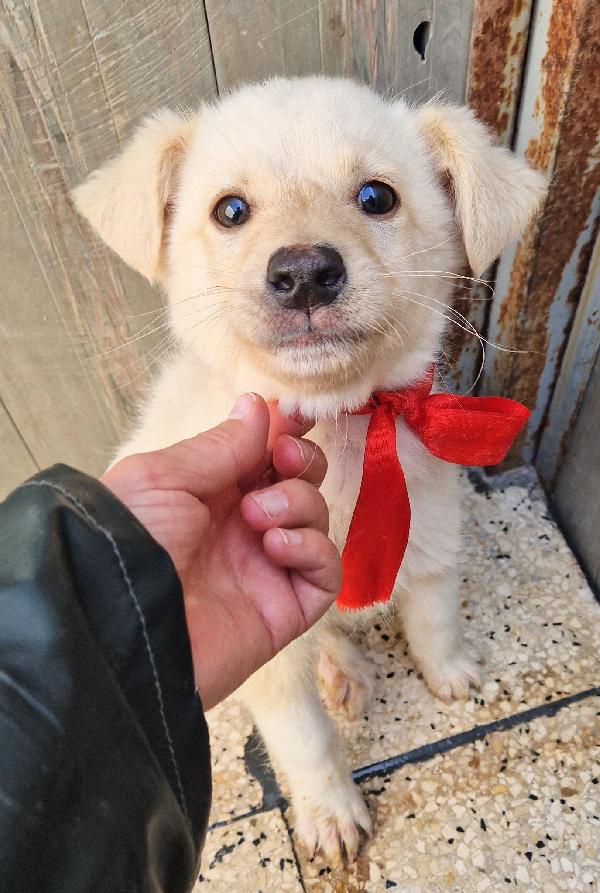 TIMIDINO IN CERCA DI ADOZIONE.ADOTTABILE IN TUTTA ITALIA! Foto 8