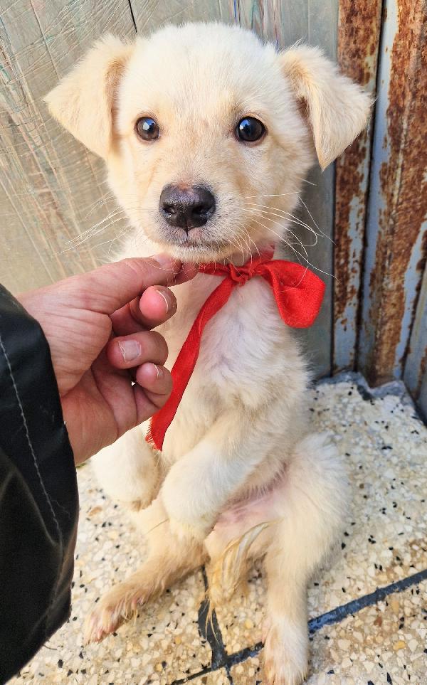 TIMIDINO IN CERCA DI ADOZIONE.ADOTTABILE IN TUTTA ITALIA! Foto 9