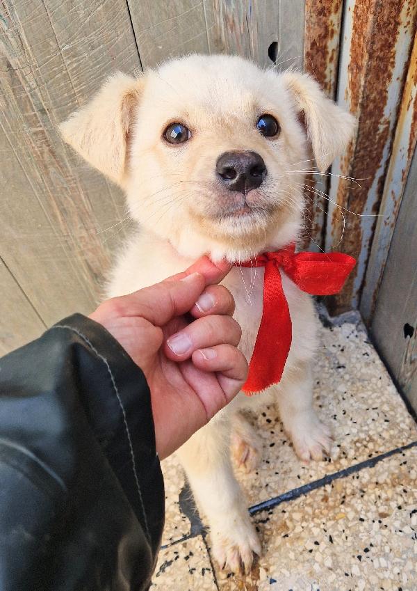 TIMIDINO IN CERCA DI ADOZIONE.ADOTTABILE IN TUTTA ITALIA! Foto 10