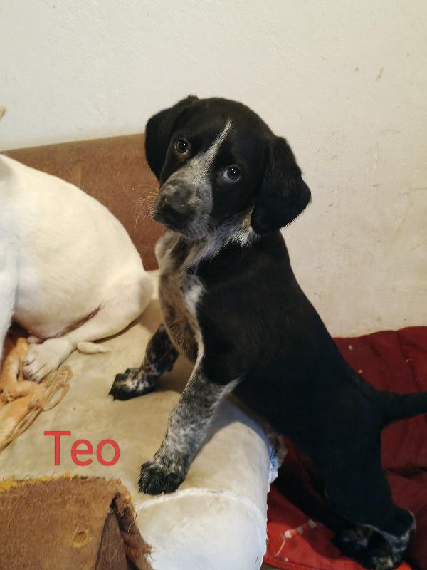 Teo 