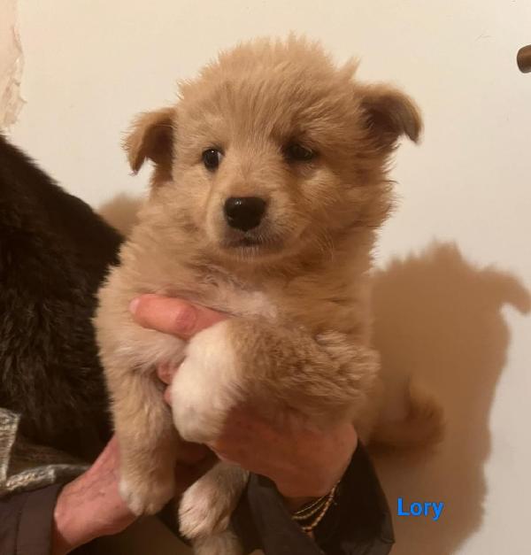 Lory Dolcissima Cucciola Simil Volpina