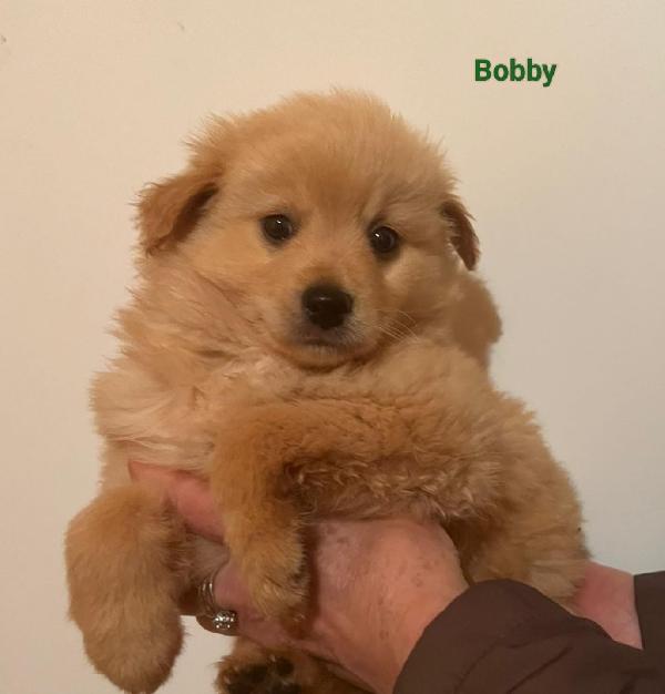 Bobby Dolcissimo Cucciolo Simil Volpino 
