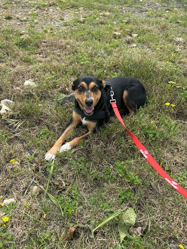 Cocca Quasi 2Anni Nera Focata Aspetta Da Cucciola.sicilia