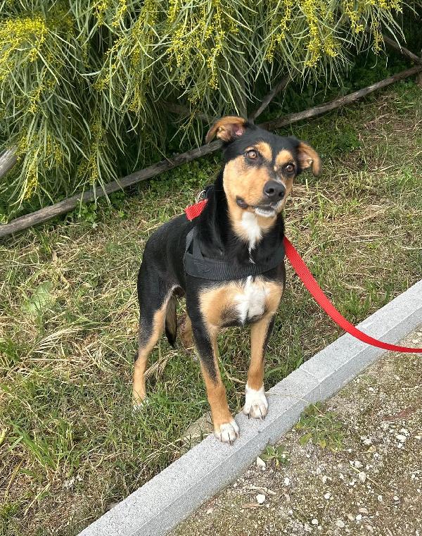 Cocca quasi 2anni nera focata aspetta da cucciola.SICILIA Foto 2