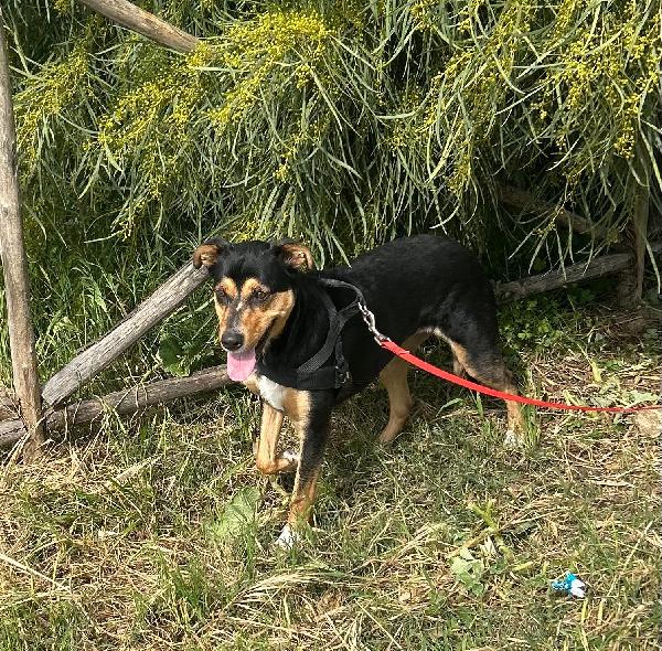 Cocca quasi 2anni nera focata aspetta da cucciola.SICILIA Foto 3