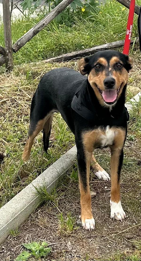Cocca quasi 2anni nera focata aspetta da cucciola.SICILIA Foto 4