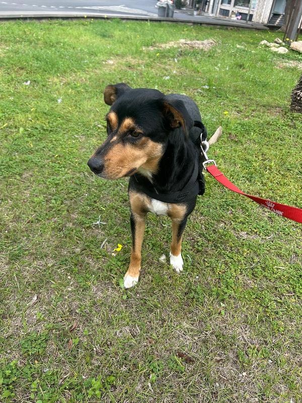 Cocca quasi 2anni nera focata aspetta da cucciola.SICILIA Foto 6