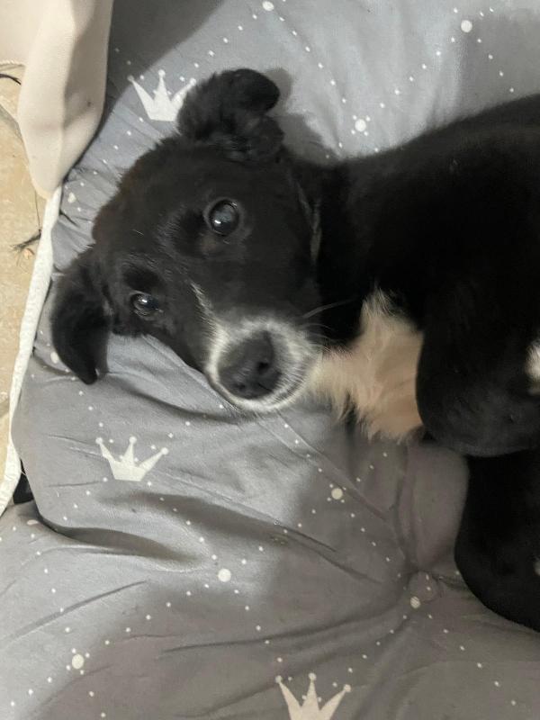 Bublé cerca casa Foto 2