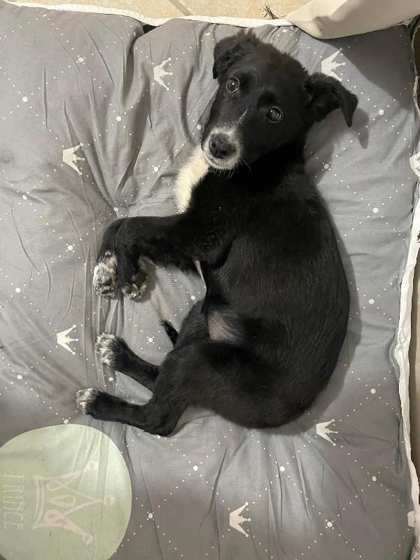 Bublé cerca casa Foto 3