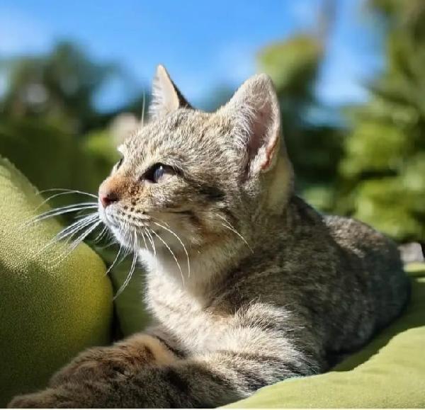 Micina Tigrata Grigia 6Mesi.sicilia Urgente Casa
