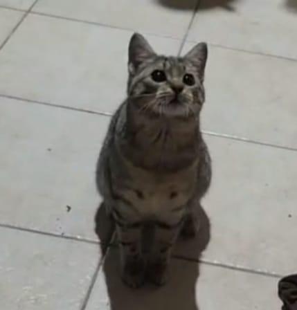 Micina tigrata grigia 6mesi.SICILIA URGENTE CASA Foto 2